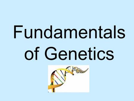 Fundamentals of Genetics (chapter 9). Who was Gregor Mendel? ~An Austrian monk that is considered to be the “father of genetics” ~Used pea plants for.