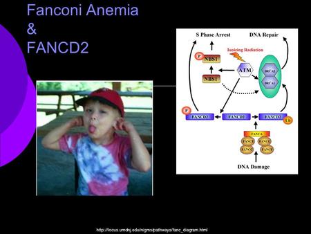 Fanconi Anemia & FANCD2
