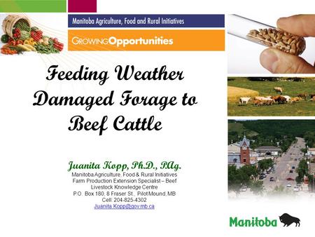 Feeding Weather Damaged Forage to Beef Cattle Juanita Kopp, Ph.D., P.Ag. Manitoba Agriculture, Food & Rural Initiatives Farm Production Extension Specialist.
