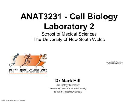 © Dr M.A. Hill, 2006 - slide 1 ANAT3231 - Cell Biology Laboratory 2 School of Medical Sciences The University of New South Wales Dr Mark Hill Cell Biology.