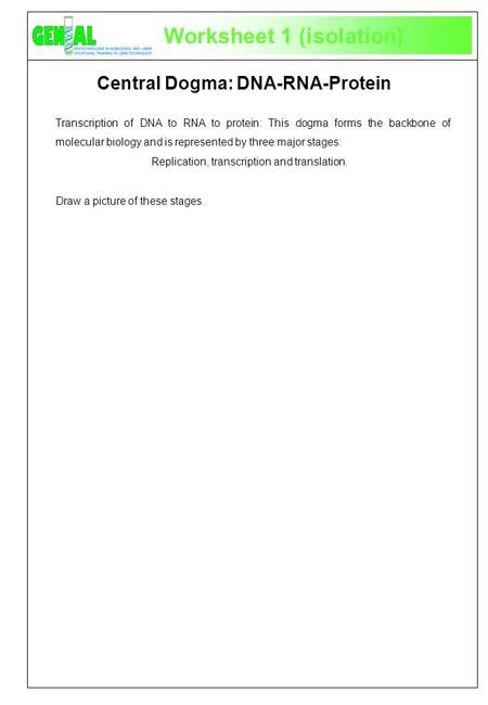 Worksheet 1 (isolation) Transcription of DNA to RNA to protein: This dogma forms the backbone of molecular biology and is represented by three major stages: