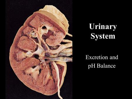 Urinary System Excretion and pH Balance. Gross Anatomy of the Urinary System.