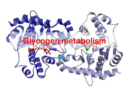 Glycogen metabolism. The metabolism of glycogen in animals Glycogenesis: formation of glycogen (de novo or enlarge) Glycogenolysis: mobolizing glycogen.