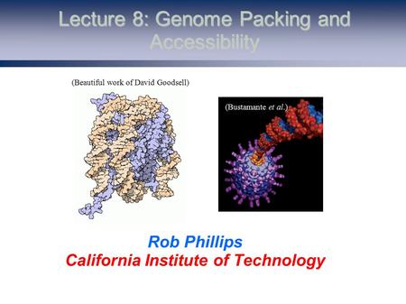 Lecture 8: Genome Packing and Accessibility Rob Phillips California Institute of Technology (Beautiful work of David Goodsell) (Bustamante et al.)