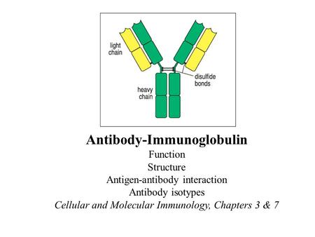 Antibody-Immunoglobulin Function Structure Antigen-antibody interaction Antibody isotypes Cellular and Molecular Immunology, Chapters 3 & 7.