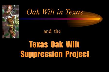 Oak Wilt in Texas and the Texas Oak Wilt Suppression Project.