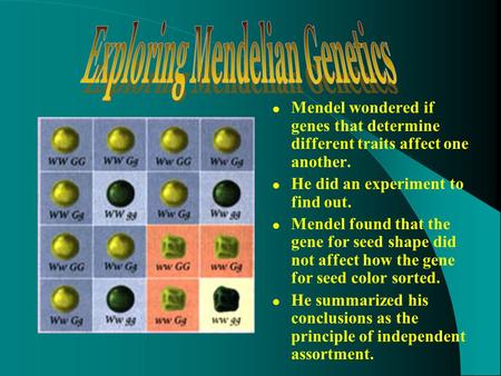 Mendel wondered if genes that determine different traits affect one another. He did an experiment to find out. Mendel found that the gene for seed shape.
