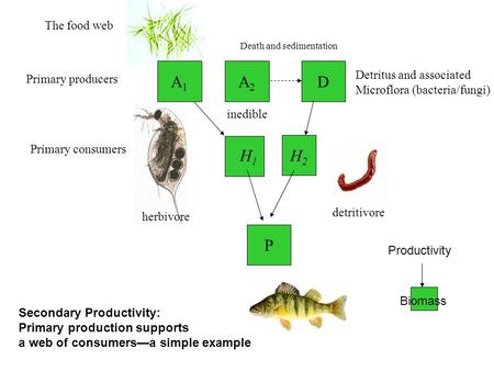 A2A2 H1H1 H2H2 The food web Primary producers Primary consumers D Detritus and associated Microflora (bacteria/fungi) P Death and sedimentation herbivore.