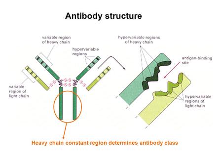 Antibody structure Heavy chain constant region determines antibody class.