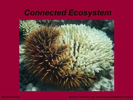 Connected Ecosystem Michele KissingerMoorea Coral Reef Long Term Ecological Research Program.
