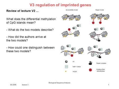 SS 2008lecture 3 Biological Sequence Analysis 1 V3 regulation of imprinted genes Review of lecture V2... What does the differential methylation of CpG.