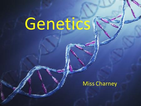 Genetics Miss Charney. Basics of Genetics Heredity – the passing of physical characteristics (genetic info) from parents to offspring Genetics- your genes.