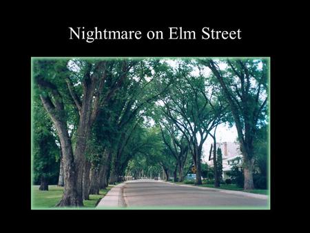 Nightmare on Elm Street. The Elms (genus Ulmus) - >30 species in genus -Europe has 5; N. America 8; Asia has 23 or more. - 2 ssp live in tropics - 6 spps.