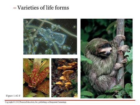 Copyright © 2003 Pearson Education, Inc. publishing as Benjamin Cummings –Varieties of life forms Figure 1.4C-F.