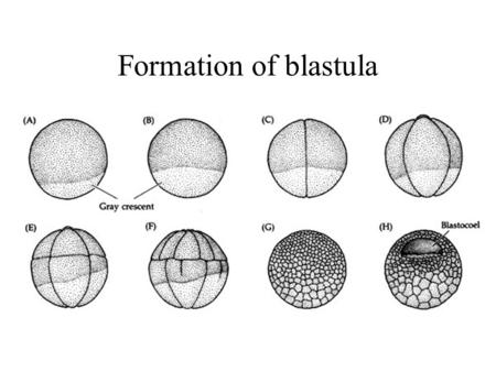 Formation of blastula.