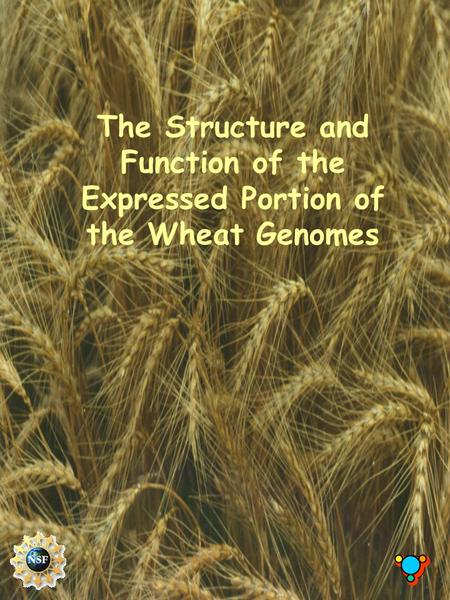 The Structure and Function of the Expressed Portion of the Wheat Genomes.