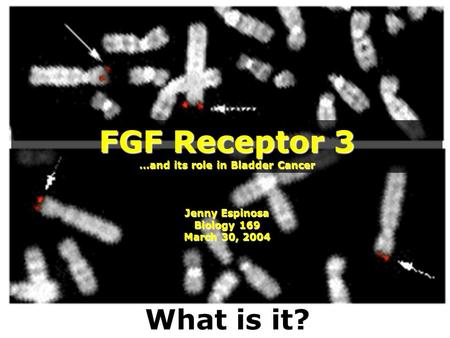 FGF Receptor 3 …and its role in Bladder Cancer Jenny Espinosa Biology 169 March 30, 2004 What is it?