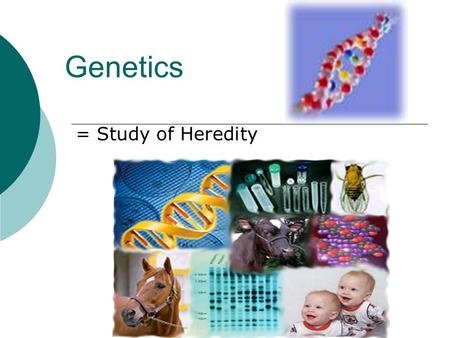 Genetics = Study of Heredity. Introduction A. Heredity = passing of characteristics from parent to offspring a.Trait = characteristics that are inherited.