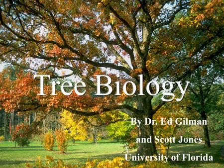 Tree Biology By Dr. Ed Gilman and Scott Jones University of Florida.