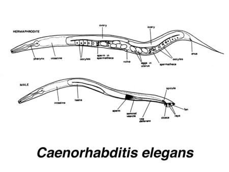 Advantages of C. elegans: 1. rapid life cycle 2. hermaphrodite