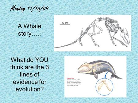 Monday 11/16/09 A Whale story….. What do YOU think are the 3 lines of evidence for evolution?