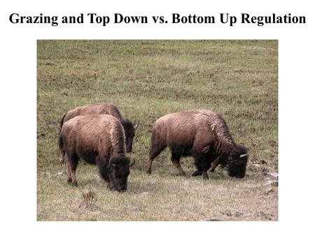 Grazing and Top Down vs. Bottom Up Regulation. Grazers Generally herbivores Remove tissue from a large number of ‘prey’ individuals Are rarely lethal.
