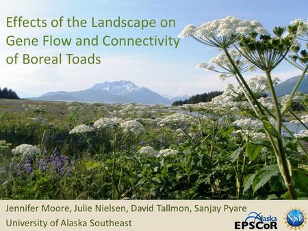 Effects of the Landscape on Gene Flow and Connectivity of Boreal Toads Jennifer Moore, Julie Nielsen, David Tallmon, Sanjay Pyare University of Alaska.