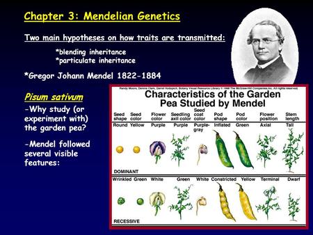 *Gregor Johann Mendel 1822-1884 Chapter 3: Mendelian Genetics Two main hypotheses on how traits are transmitted: *blending inheritance *particulate inheritance.