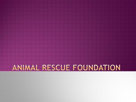 2 Animal Angels  What do we do?  Foundation history  How can you help?  Where are we located?