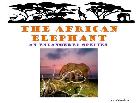 The African Elephant An endangered species Jen Valentine.