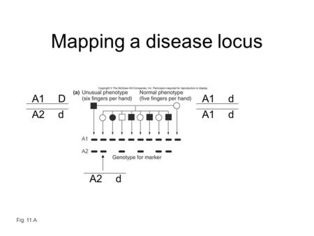 Mapping a disease locus Fig. 11.A A1D A2d A1d d A2d A1 A2.