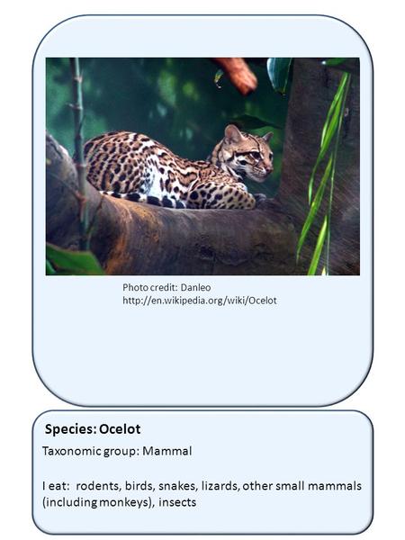 Species: Ocelot Taxonomic group: Mammal I eat: rodents, birds, snakes, lizards, other small mammals (including monkeys), insects Photo credit: Danleo