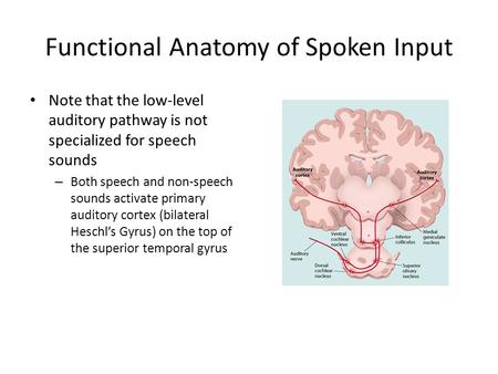 Functional Anatomy of Spoken Input Note that the low-level auditory pathway is not specialized for speech sounds – Both speech and non-speech sounds activate.
