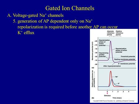 Gated Ion Channels A. Voltage-gated Na + channels 5. generation of AP dependent only on Na + repolarization is required before another AP can occur K +