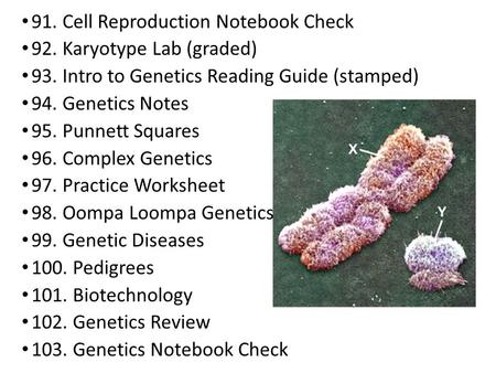 91. Cell Reproduction Notebook Check 92. Karyotype Lab (graded) 93. Intro to Genetics Reading Guide (stamped) 94. Genetics Notes 95. Punnett Squares 96.
