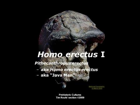 Prehistoric Cultures Tim Roufs’ section ©2009 Homo erectus I Pithecanthropus erectus –aka Homo erectus erectus –aka “Java Man” National Geographic 12 March.
