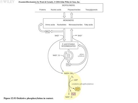 Essential Biochemistry by Pratt & Cornely, © 2004 John Wiley & Sons, Inc. Figure 12.01 Oxidative phosphorylation in context.