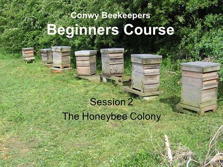 Conwy Beekeepers Beginners Course Session 2 The Honeybee Colony.