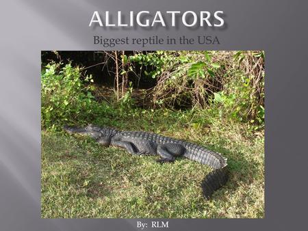 Biggest reptile in the USA By: RLM.  Its scientific name is Alligator mississippiensus  Biggest reptile in USA  Lives in southern USA.