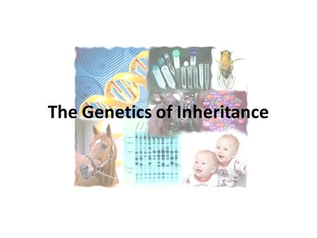 The Genetics of Inheritance