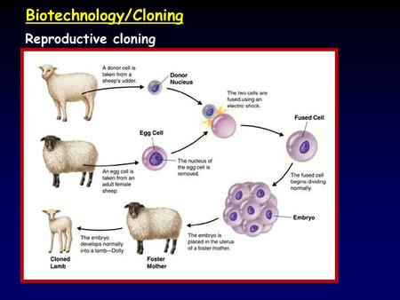 Reproductive cloning Biotechnology/Cloning. Reproductive cloning.