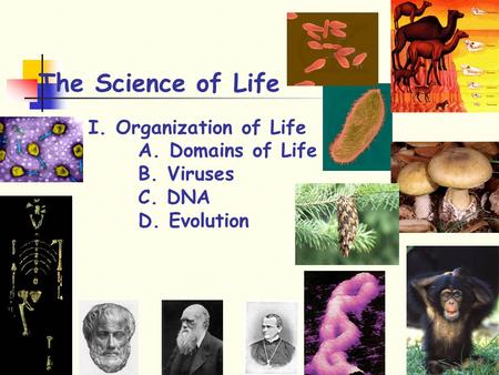 The Science of Life I. Organization of Life A. Domains of Life B. Viruses C. DNA D. Evolution.