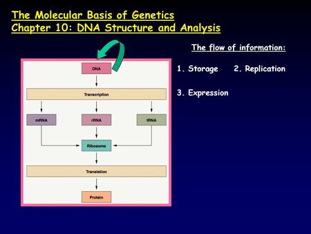 The Molecular Basis of Genetics Chapter 10: DNA Structure and Analysis