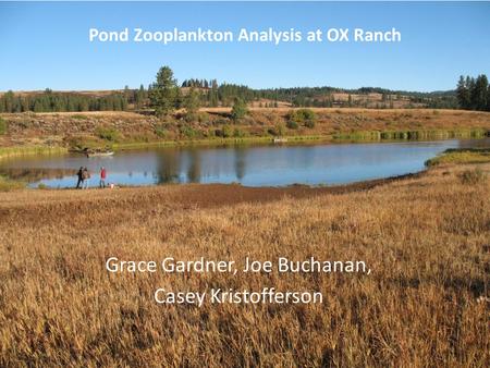 Grace Gardner, Joe Buchanan, Casey Kristofferson Pond Zooplankton Analysis at OX Ranch.