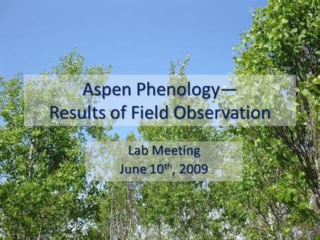 Aspen Phenology— Results of Field Observation Lab Meeting June 10 th, 2009.