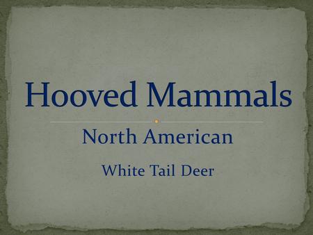 North American White Tail Deer. Give birth to live young Mammary glands Warm-blooded Cloven Hoof Ruminant Single Hoof.