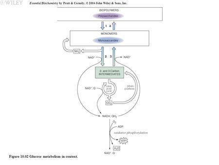 Essential Biochemistry by Pratt & Cornely, © 2004 John Wiley & Sons, Inc. Figure 10.02 Glucose metabolism in context.