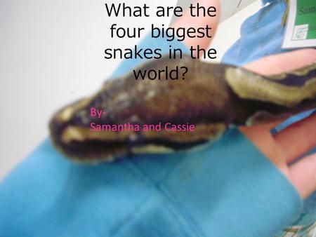 What are the four biggest snakes in the world? By- Samantha and Cassie.