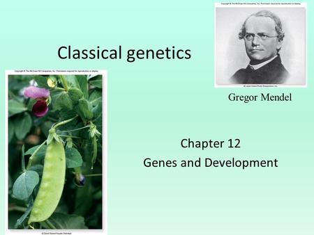 Classical genetics Chapter 12 Genes and Development Gregor Mendel.