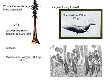 What’s the worlds largest known living organism? Smallest? Blue whale = 100 tons 10 8 g Mycoplasma weighs < 0.1 pg 10 -13 g Largest Organism: sequoia.